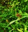 small wild flowers that have withered but look beautiful when photographed