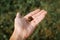 Small wild frog on palm, top view. Man holds on his hand field brown frog outdoors. Non-tailed serpentine animal