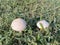 Small wild mushrooms in the grass with dew in the morning