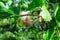 Small wild pink and white mulberries with tree branches and green leaves, also known as Morus tree, in a summer garden in a cloudy