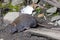 Small wild rat of chilean patagonia, called long-clawed mole mouse Geoxus valdivianus