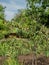 Small wild rennet apples. For varieties of Malus pumila