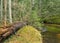 Small wild river, with many bends, beautiful conifers overgrown river banks, autumn