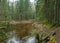 Small wild river, with many bends, beautiful conifers overgrown river banks, autumn