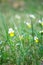 Small wild Viola tricolor flowers in a field on a beautiful background.