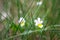 Small wild Viola tricolor flowers in a field on a beautiful background.