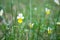 Small wild Viola tricolor flowers in a field on a beautiful background.