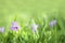 Small Wild Violet Flower in Green Grass Background