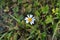Small wildflowers, chamomile top view.