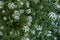 Small wildflowers close-up