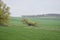 small wind shaped tree in swampland ThÃ¼rer Wiesen