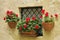 Small window with pots of geraniums