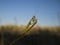 Small-winged Argentine Mantis Coptopteryx argentina on a stick