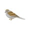 Small winter bird with gray-brown plumage, side view. Wildlife and fauna theme. Flat vector design