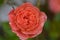 Small Wonder Rose