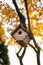 Small Wood Birdhouse for Wrens hanging in a Colorful Tree during Autumn