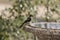 Small Woodchat shrike sitting on a stone bird bath in a garden