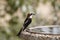 Small Woodchat shrike sitting on a stone bird bath in a garden