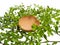 a small wooden bowl with green vines around it on a white background