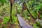 Small wooden bridge in the rain forest. Fox Glacier, South Island, New Zealand
