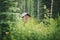 small wooden cabin partially hidden by forest greenery