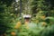 small wooden cabin partially hidden by forest greenery