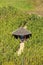 A small wooden gazebo in the middle of a vineyard in Prague, Czech republic