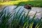 A small wooden rowing boat with a broken bottom on a calm lake near the shore