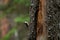 Small woodland bird Eurasian treecreeper, Certhia familiaris searching for some food