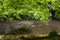 A small woodland glade with a pond in a typical Irish Glen