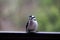 Small woodpecker on the balcony rail looking sideways for some seeds