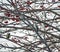 Small woodpecker a bird with the Latin name Picoides minor sits on a tree in winter