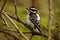 A small woodpecker perched on a branch.