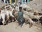 Small working as shepherd in village of Pakistan