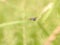 Small working bee resting at the edge of dried grass in morning at meadow.