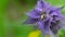 A small worm on the flowers of Melampyrum nemorosum