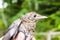 Small wounded bird cared for by nature lover