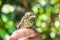 Small wounded bird cared for by nature lover