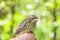 Small wounded bird cared for by nature lover