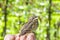 Small wounded bird cared for by nature lover