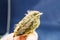 Small wounded bird cared for by nature lover