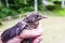 Small wounded bird cared for by nature lover