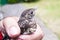 Small wounded bird cared for by nature lover
