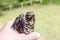 Small wounded bird cared for by nature lover