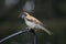 A small wren perched on hanger