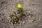 Small yellow adonis vernalis flower grow in a spring garden. The first spring flowers growing in the soil