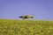 Small yellow airplane soars through the sky passing over a canola field in Australia