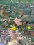 Small yellow autumn flowers