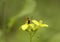 A small yellow bee Sphaerophoria scripta