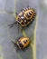 Small yellow beetles on a leaf in nature